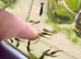 Guppy Fry