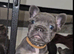READY TO GO !!! French Bulldog Puppies