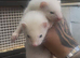 2 black eyed white hobs & 2 albino hobs