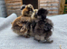 Silkie Chicks