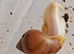 Giant African Land Snails