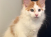 Tica registered maine coon kittens