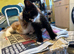 Four gorgeous kittens for sale.