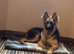 Beautiful male gsd for sale!