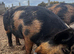 Intact Kune Kune cross Juliana boar