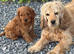 Gorgeous red cockapoo puppy’s