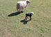 Hebredean and shetland sheep