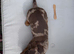 Super cute mini dachshund pups
