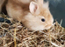 Baby double maned lionhead rabbits