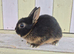 BEAUTIFUL COLOURED NETHERLAND DWARF BABIES