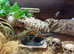 Large female leopard gecko