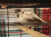 Still Available - blue/white variegated MALE canary FIFE Type Snowfall