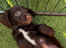 Cocker spaniel Puppies