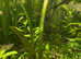 Vallisneria spiralis, Vallisneria 'Tiger' 40-50cm, Vallisneria Nana. Fast delivery within mainland UK.