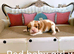 DNA TESTED CAVALIER KING CHARLES