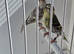 BEAUTIFUL PAIR SISKIN MUTATION COLOUR