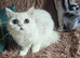 Adorable 1 year old Persian girl