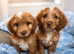 Beautiful F1 cockapoo puppies