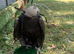 Male gyr Falcon