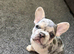 French bull dog male