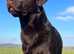For Stud - Fully health tested KC Dark Chocolate Labrador