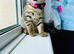 Stunning GCCF Registered Champion Bloodline British Shorthair Chocolate Tabby Kittens
