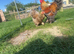 Large breed brahma and Orpington&rsquo;s