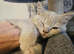Available now. Champion lines British Shorthair kittens