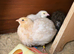 Celadon Quail