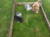 Mini lops