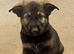 Beautiful gsd pups for sale
