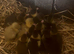 Muscovy ducklings