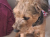 Jack Russell cross patterdale female