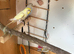 Lovely male budgies for sale