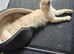 Maine Coon Kittens Looking for Their newHomes