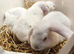10 Week Old Lop Eared Bunnies