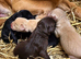 Labrador KC registered puppies