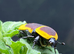 AFRICAN SUN BEETLES