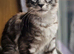 Adorable maincoon kitten