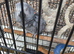African Grey