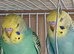 Pairs of baby cocks