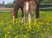 Pretty flash filly