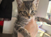 Kitten