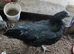 Ayam cemani chickens for sale