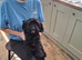 Beautiful yorkipoo puppy's