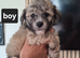 READY NOW BEAUTIFULL MAILTOPOO PUPS