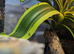 4 baby giant day geckos