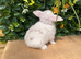 Mini lops Does and bucks