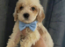 Cockapoo puppies for sale
