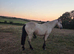 Connemara Gelding